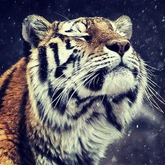 Ramil Mamedov, 15.05.1988, Москва
