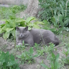 Reina Clandestine, Omaha