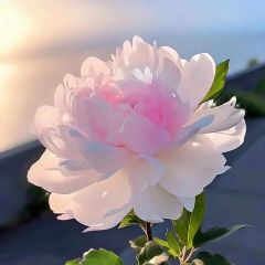 Диана Нургалеева, 27.06, Оренбург