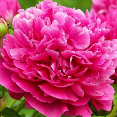 Ольга Репка, 06.08.1979, Тольятти