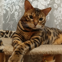 Катрина Кузнецова, Нижний Новгород