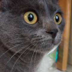 Анжела Авраменко, 13.02, Енакиево