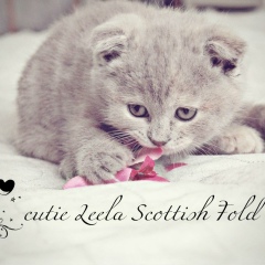 Мика Мика, 15.03.1994