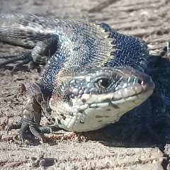 Виктор Правда, 16.08.1991, Краснодар