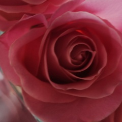 Эльвира Allurelle, 01.08, Красноярск