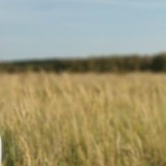 Шветик Сыроежкин, 01.01.1989, Москва