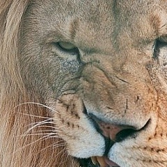 Kazi Kazibek, 06.04, Кызылорда