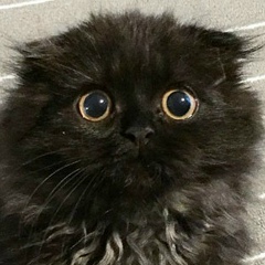 Дмитрий Шинкарев, 31.03.1984, Киев