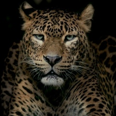 Ботагоз Медетханова, 25.08.1993, Алматы