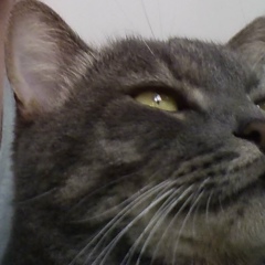 Кіріл Петрук, 06.03.1990, Киев