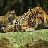 Равшанбек Абдукадыров, 15.04, Санкт-Петербург