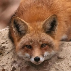 Ксения Штейнбах, Астана