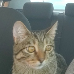 Евгений Викторович, 21.11, Курган