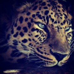 Abduvali Abdurahimov, 27.12.1986, Москва