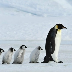 Shehla Abdullayeva, Саратов