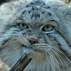 Виктория Сердюкова, 16.05.1987