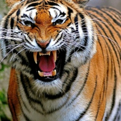 Ильяс Акбиев, 11.06.1991, Назрань