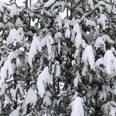 Вероника Петрова, 16.11, Москва