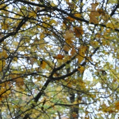 Серёга Вэрнэр, 13.05, Киев