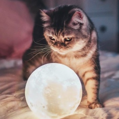 Chingiz Akimov, Алматы