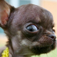 Викуська ***, 28.09, Ставрополь