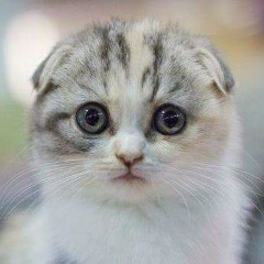 Настя Котеева