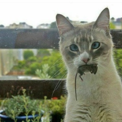 Islam Hanafy, 02.02, Tabuk