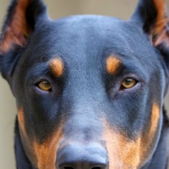 Олег Шуляренко, 29.12, Санкт-Петербург