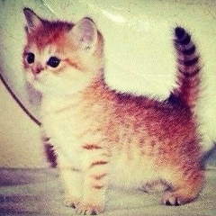 Гаухар Серикбаева, 04.10.1987, Москва