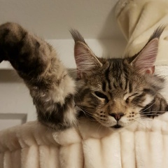 Костя Штюрмер, 15.12.1984, Augsburg