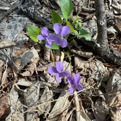 Надежда Тирон, 17.09, Оренбург