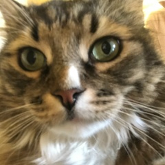 Алла Борзых, 23.06, Санкт-Петербург