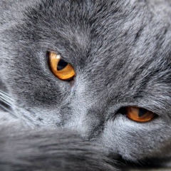 Игорь Вигор, 18.10.1987, Харцызск