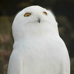 Толя Юрьевич, 22.09.1982, Санкт-Петербург