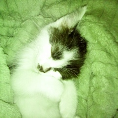 Иллана Щербакова, 30.08.1981