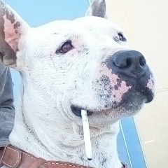 Илюха Крос, 04.11.1992, Кишинев