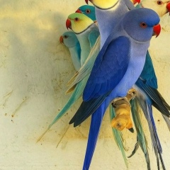 Джахонгир Розиков, Санкт-Петербург