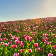 Татьяна Шаванова, 24.10.1960, Оренбург