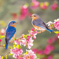 Акбота Шерипова, 28.03.1993, Алматы