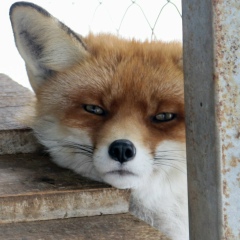 Алексей Фокин, Нижний Новгород