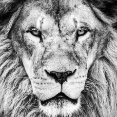 Иван Мазур, Habana