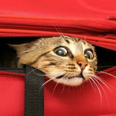 Андрей Витушко, 04.02.1978, Николаев