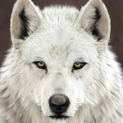 Андрей Бестужев, 24.12, Санкт-Петербург