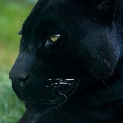 Евгения Мироненко, 13.02, Санкт-Петербург