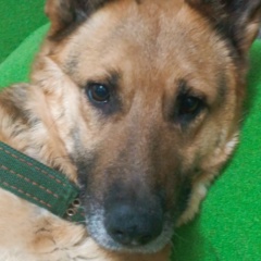 Бекзат Есенгельдиев, 08.09.1995, Кентау