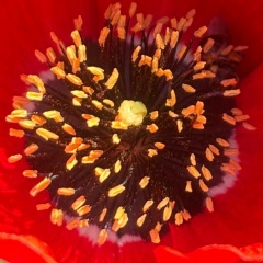 Dddddd Aaaaaa, Алматы