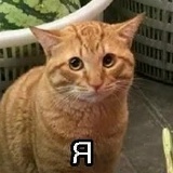 Александр Харченко, Херпучи