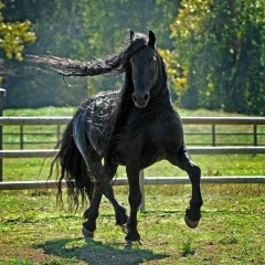 Мади Амалбек, 21.05, Шымкент