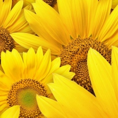 Светлана Соловьева, 12.02.1988, Рославль