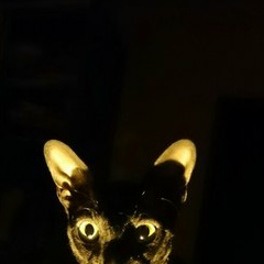 Серенька Резниченко, 18.11.1988, Санкт-Петербург